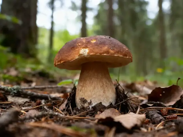 Champignon cèpe brun dans une forêt, entouré de feuilles et de branches au sol.