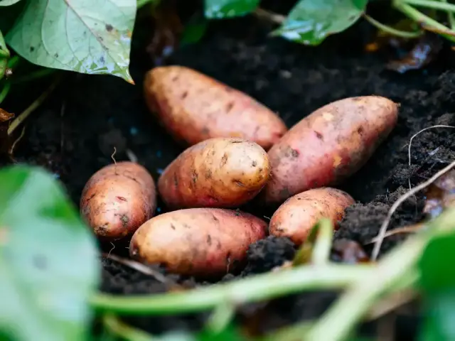 Pommes de terre rouilles dans le sol, entourées de feuilles vertes, sur un sol sombre et humide.