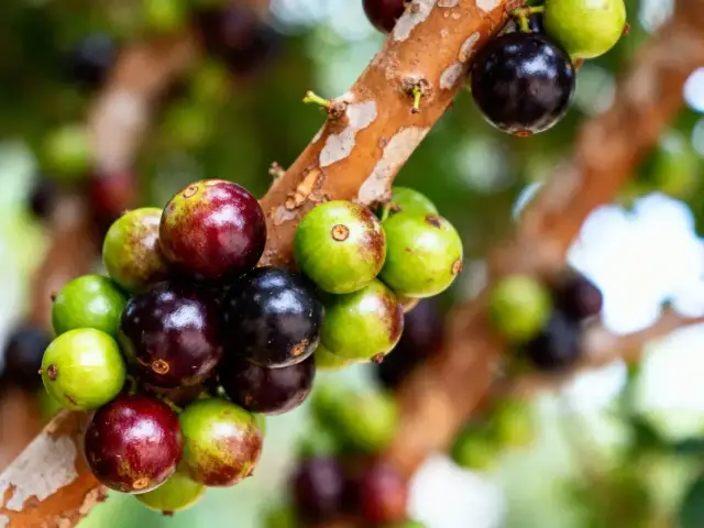 Fruits colorés, noirs et verts, sur une branche d'arbre avec arrière-plan flou, lumière naturelle.